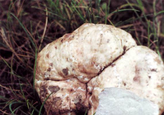 Cамый дорогой гриб в мире, белый трюфель Гриб белый трюфель
